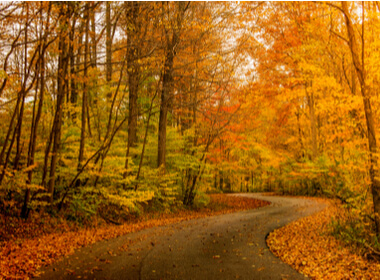 a colorful fall colors scene in a country forest as part of a road trip