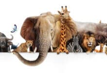 picture of South African safari animals; lion, rhinoceros, giraffe, buffalo, zebra