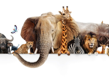 picture of South African safari animals; lion, rhinoceros, giraffe, buffalo, zebra