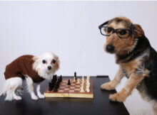 two dogs playing chess seriously. The larger dog is wearing glasses and the smaller dog has a sweater on.
