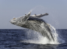 a picture of a giant whale jumping out of the water