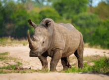 a real life photo of an African rhinoceros at a safari in South Africa. The rhino's snout is larger than many land animals!