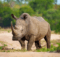a real life photo of an African rhinoceros at a safari in South Africa. The rhino's snout is larger than many land animals!