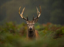 a red stag on a field in Scotland